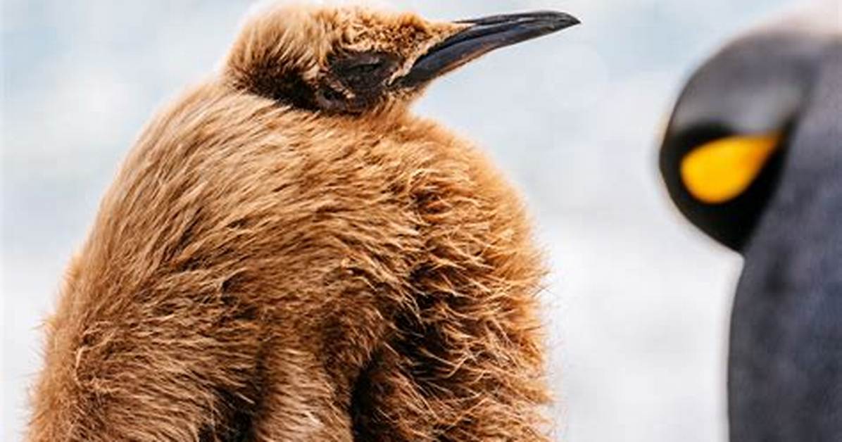 Brown Penguin