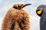 Brown Penguin