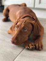 Brown Weimaraner