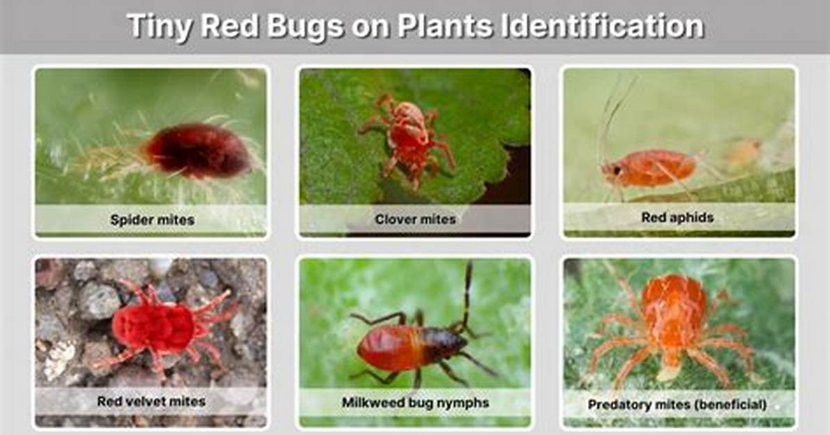 Brownish Red Tiny Red Bugs
