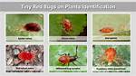 Brownish Red Tiny Red Bugs