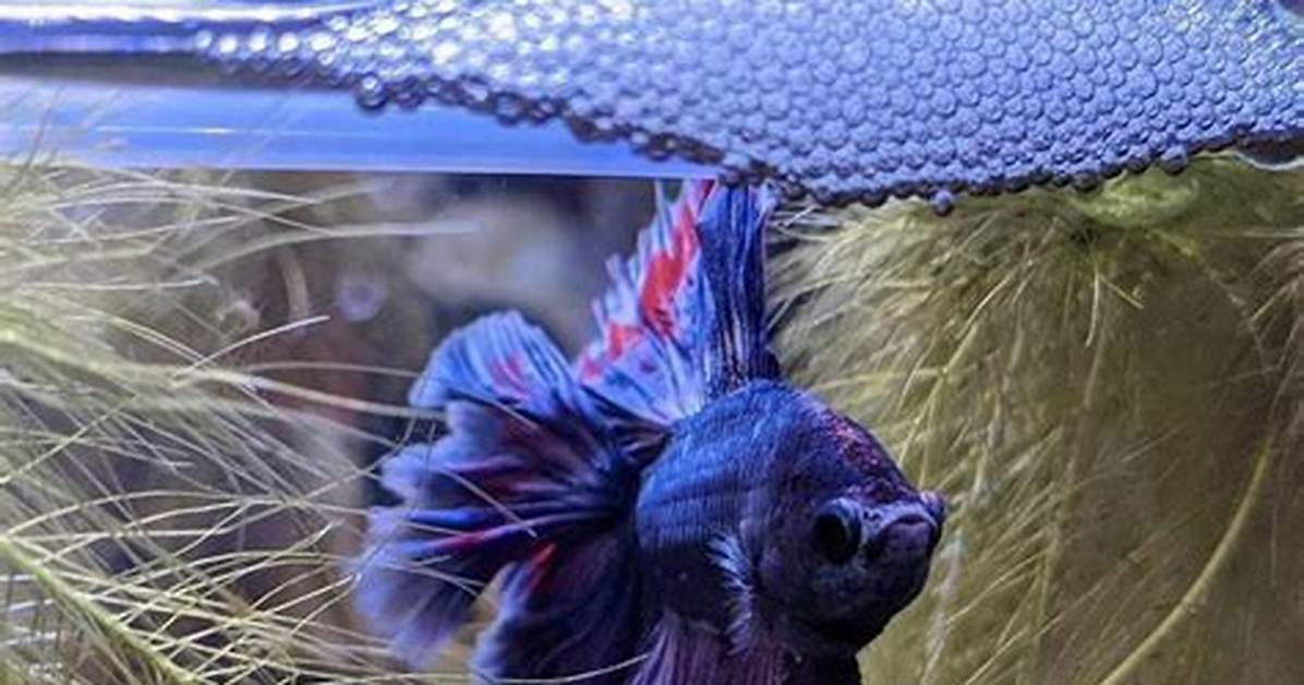 Bubble Nest Betta