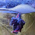 Bubble Nest Betta