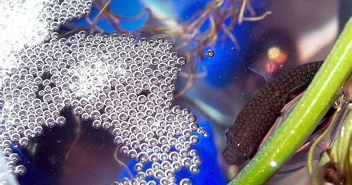 Bubble Nest
