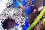 Bubble Nest