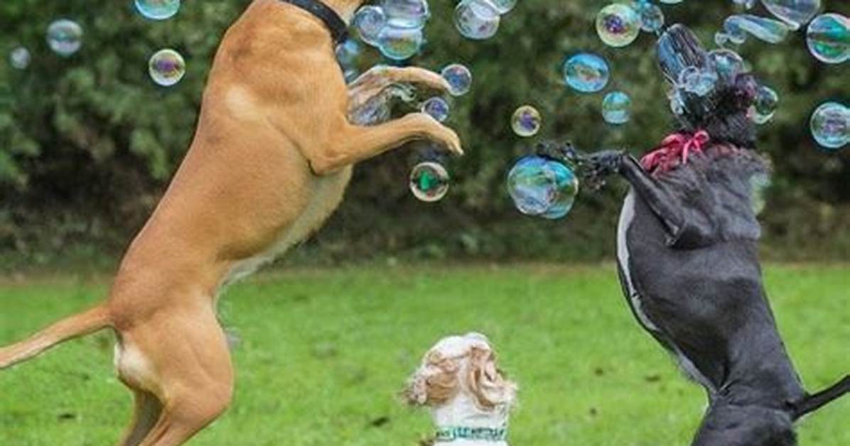 Bubbles for Dogs