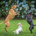Bubbles for Dogs