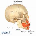 Buccinator Function