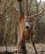 Buck Rubs