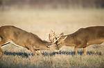 Buck's Mate