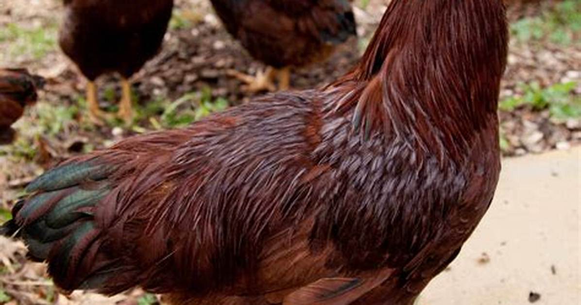 Buckeye Chickens