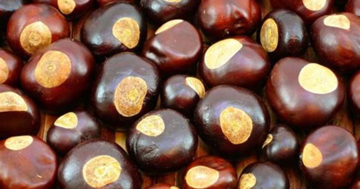 Buckeye Seed