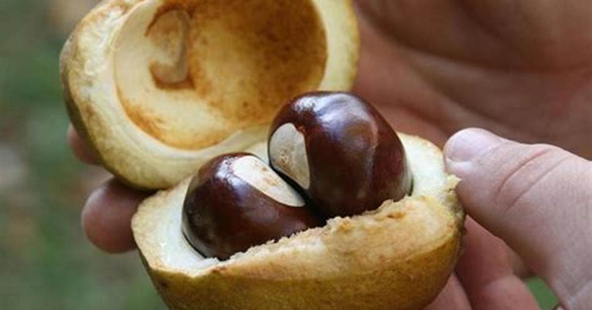 Buckeyes Nuts
