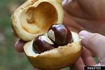Buckeyes Nuts