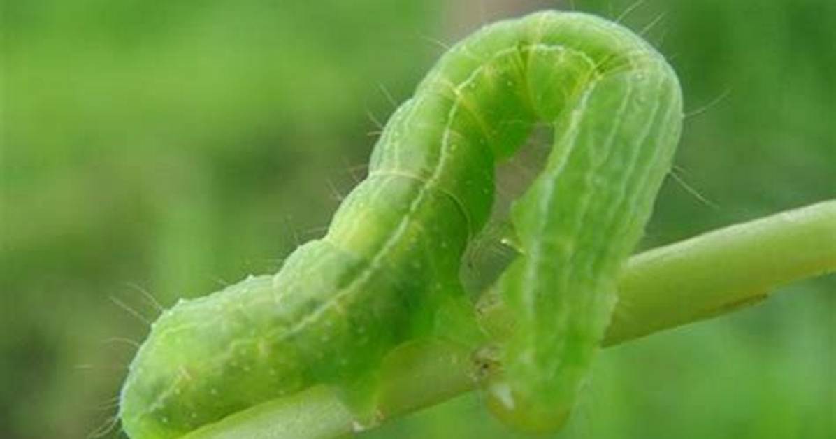 Bud Worms