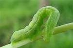 Bud Worms