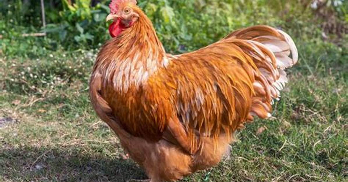 Buff Chickens