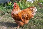 Buff Chickens