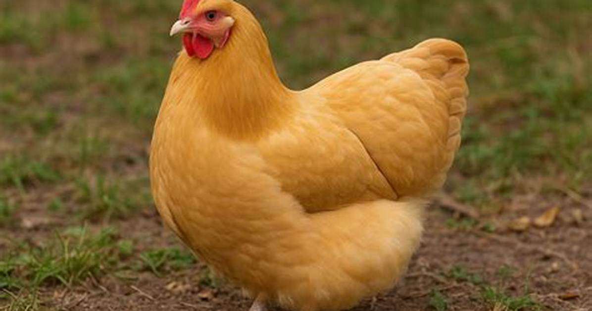 Buff Orphington