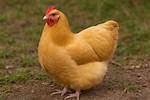 Buff Orphington