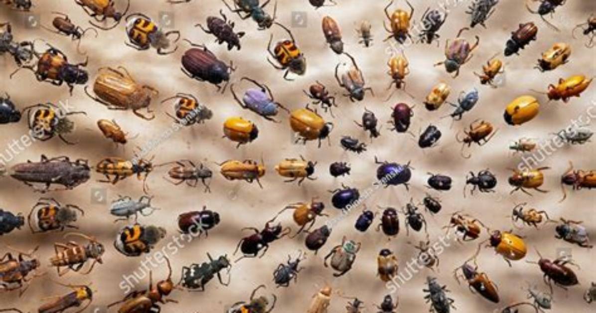 Bugs a Lot