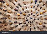 Bugs a Lot