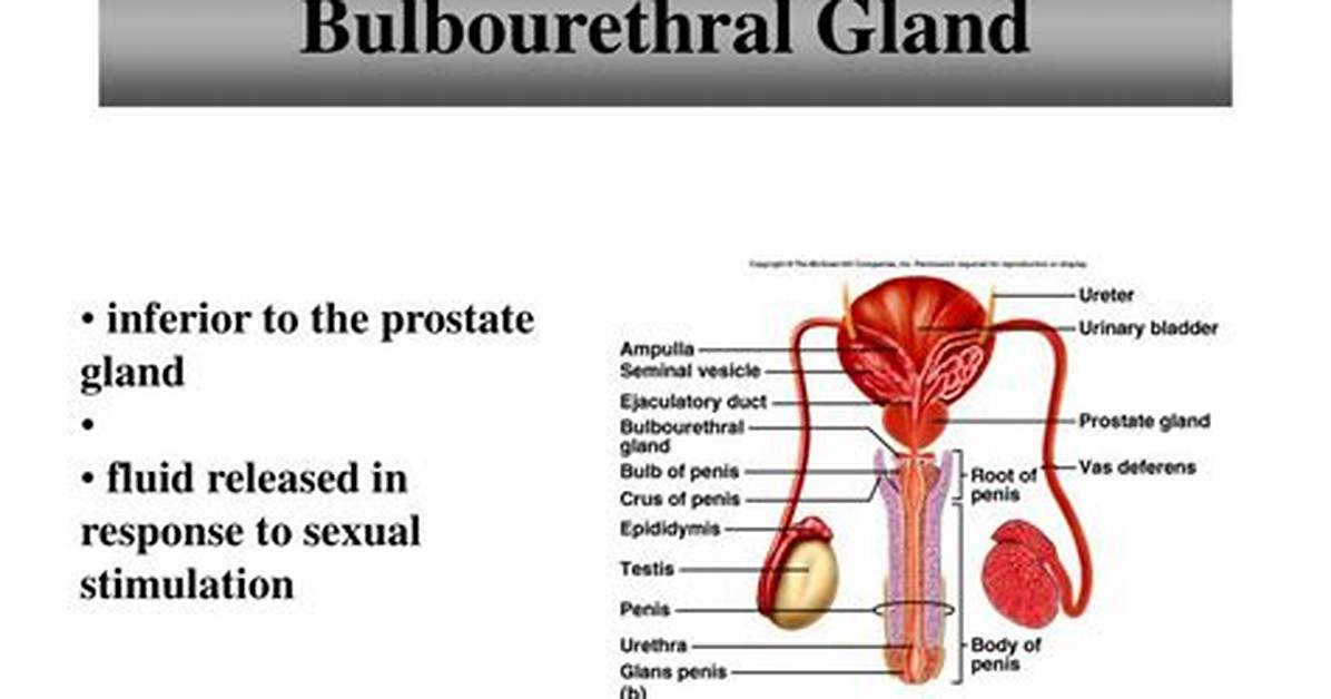 Bulbourethral Gland Function