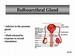 Bulbourethral Gland Function
