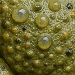 Bumpy Amphibian