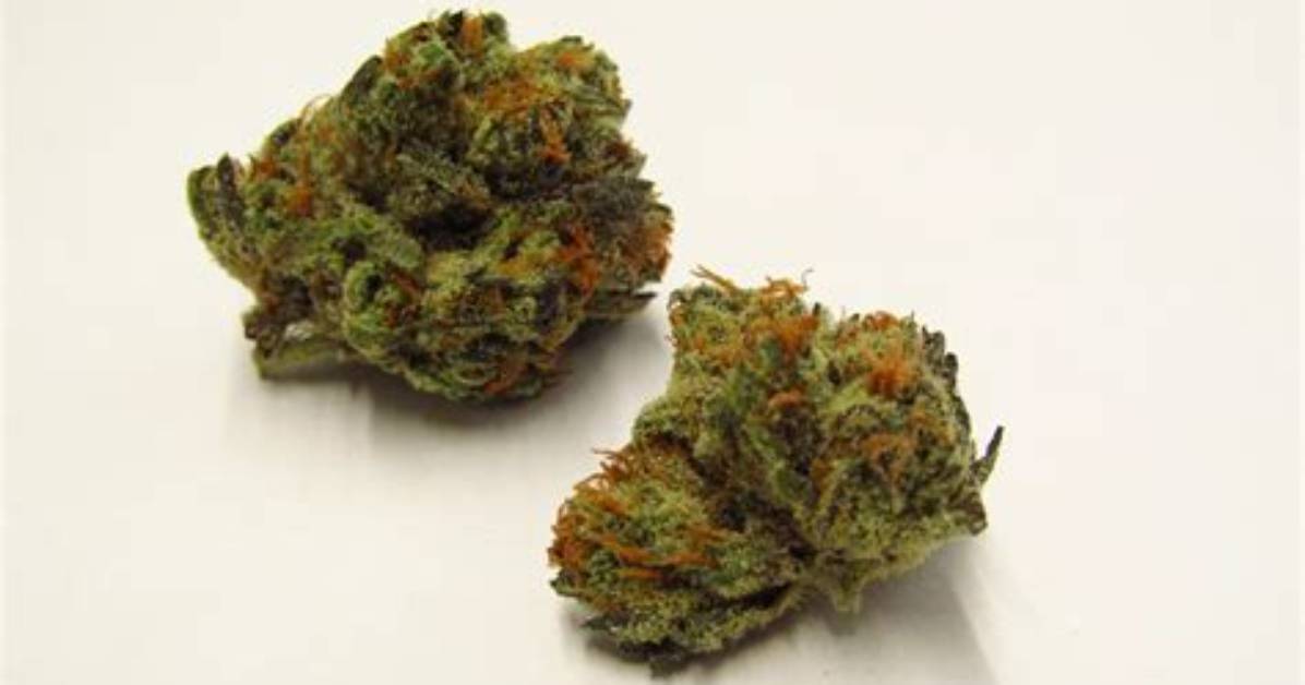 Burkle Strain
