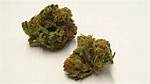 Burkle Strain