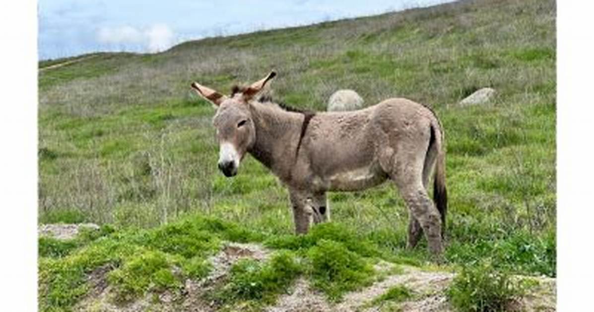 Burro