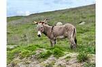 Burro