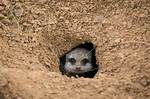 Burrowing Animal