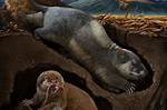 Burrowing Mammal