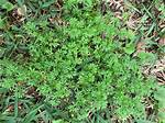 Burweed