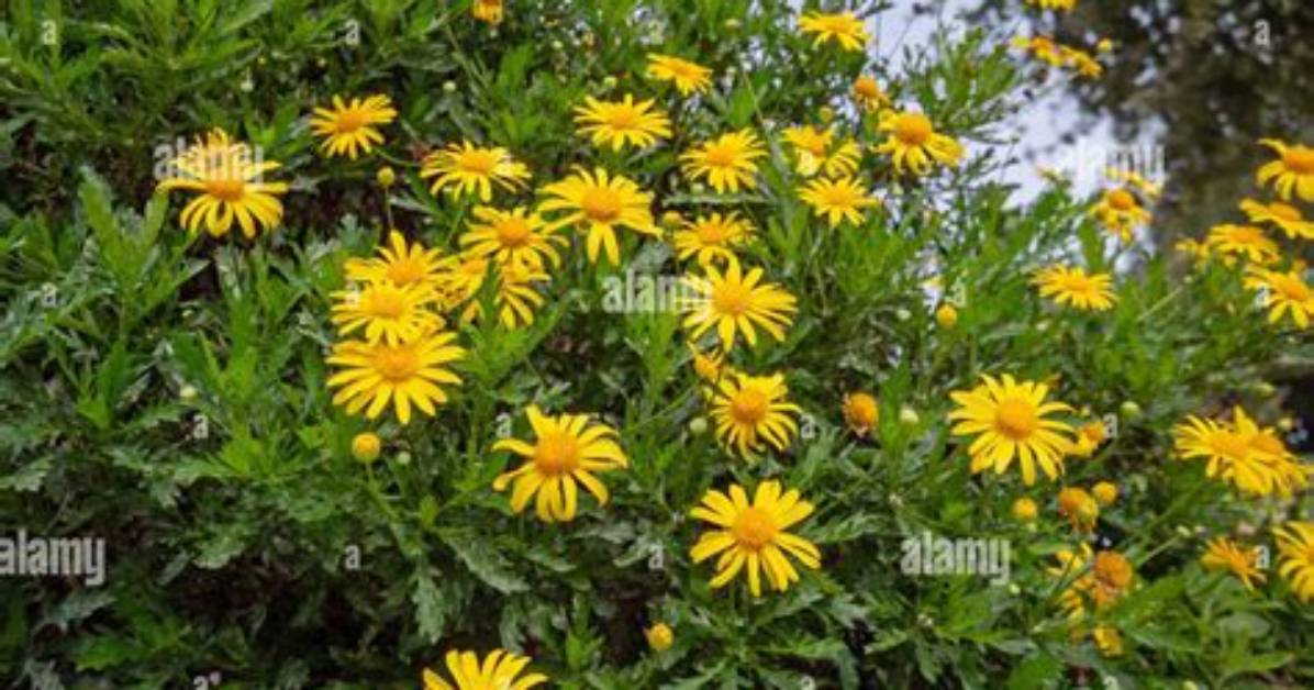 Bush Daisy