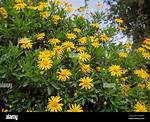 Bush Daisy
