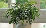 Button Fern Care