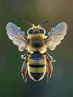 Buzzy Insects