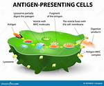 By Antigen Presenting Cell?