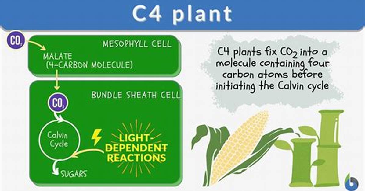 C4 Plants Examples