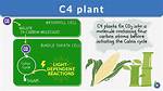 C4 Plants Examples
