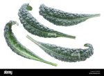 Cabbage with Curly-Leaf and Bumpy-Leaf Varieties
