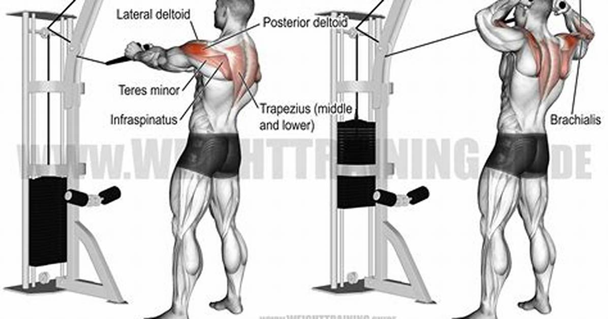 Cable Face Pull