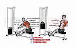 Cable Row Muscles Worked