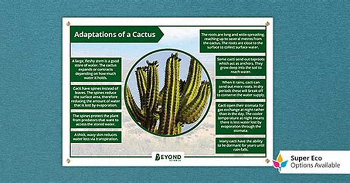 Cactus Adaptations