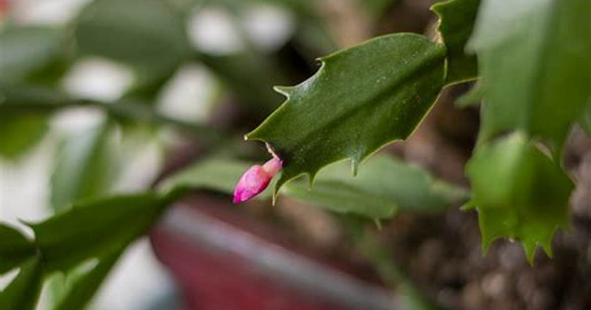Cactus Bud