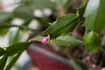Cactus Bud