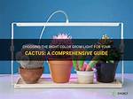 Cactus Light